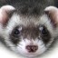 Ferret